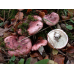 Мицелий Гигрофора сыроежкового / Вишняк (Hygrophorus russula)